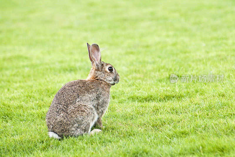 草丛中的兔子(Oryctolagus cunulus)